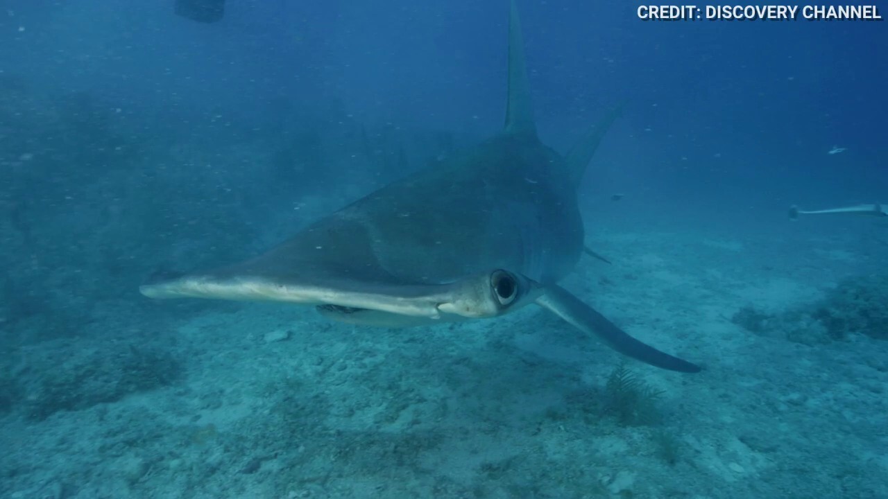 Close encounter with hammerhead shark caught on video