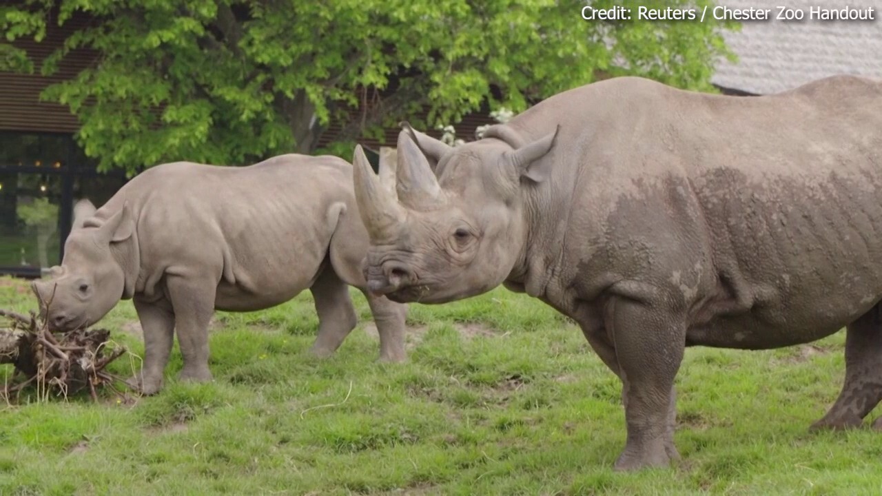 UK zoo keeps its rhinos warm with upgraded heating system by Mitsubishi Electric