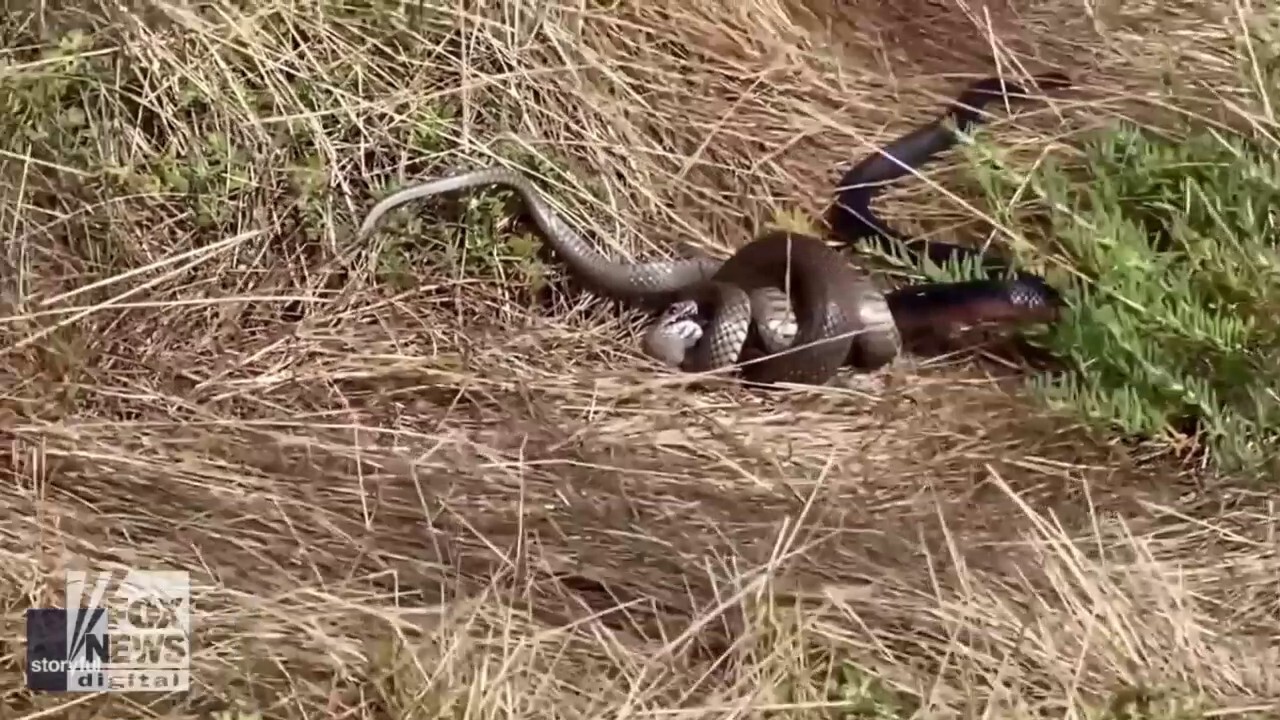 Snake Eats Snake In This Dramatic Scene warning Graphic Video Fox 