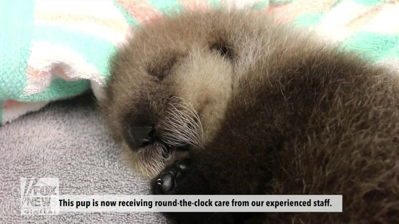 Alaska SeaLife Center rescues an orphaned sea otter pup after its mother is killed by an orca