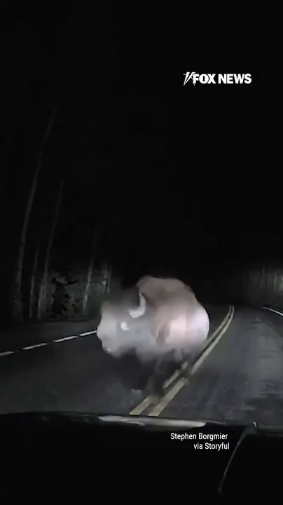 Bison CHARGES driver in terrifying Yellowstone encounter