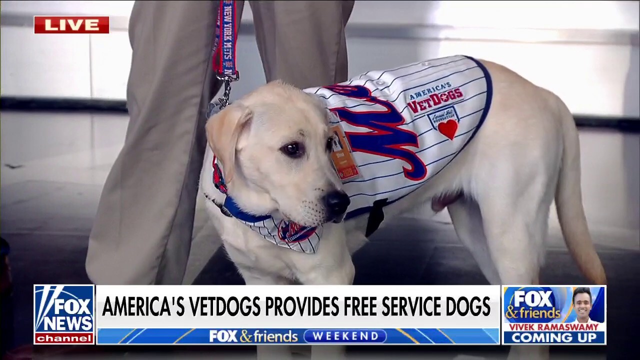 Shea, service dog in training, a source of relief for Mets - Newsday