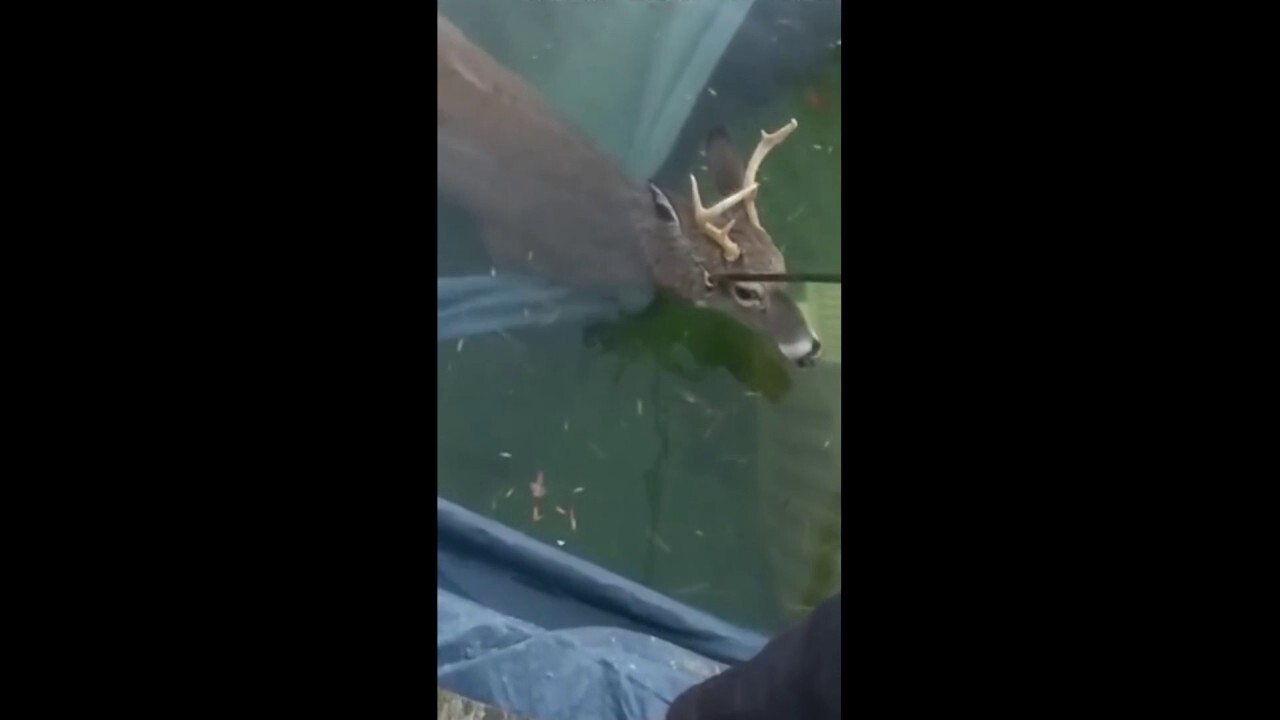 Sheriff's Office deputies rush to the rescue of a deer stuck in a pool