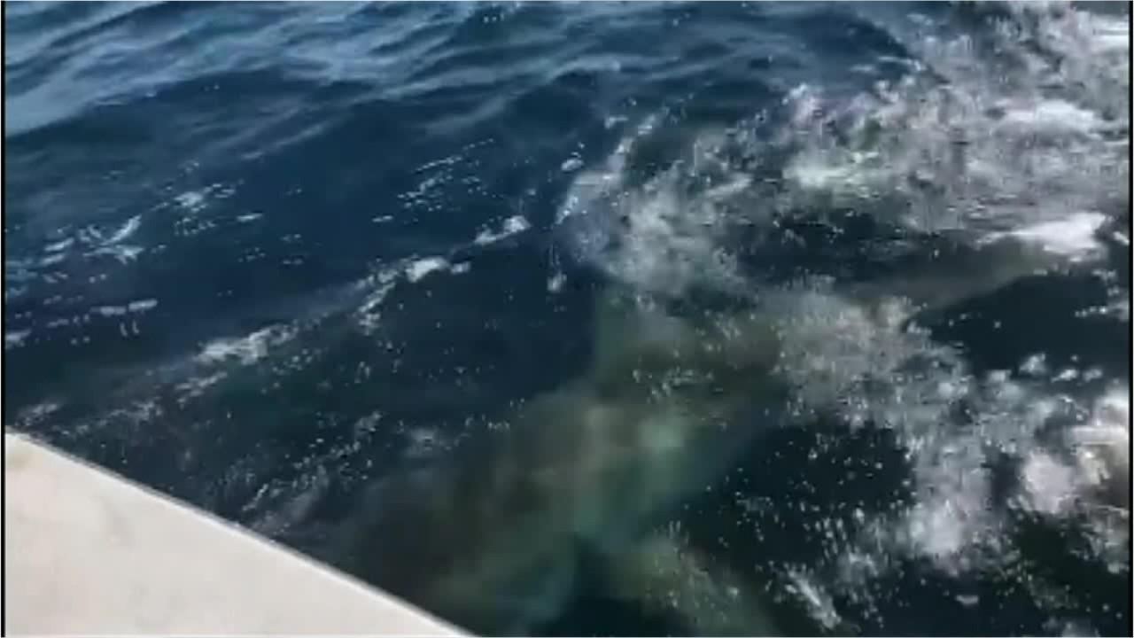 Catch of a lifetime, one charter boat caught a 13-foot great white shark 