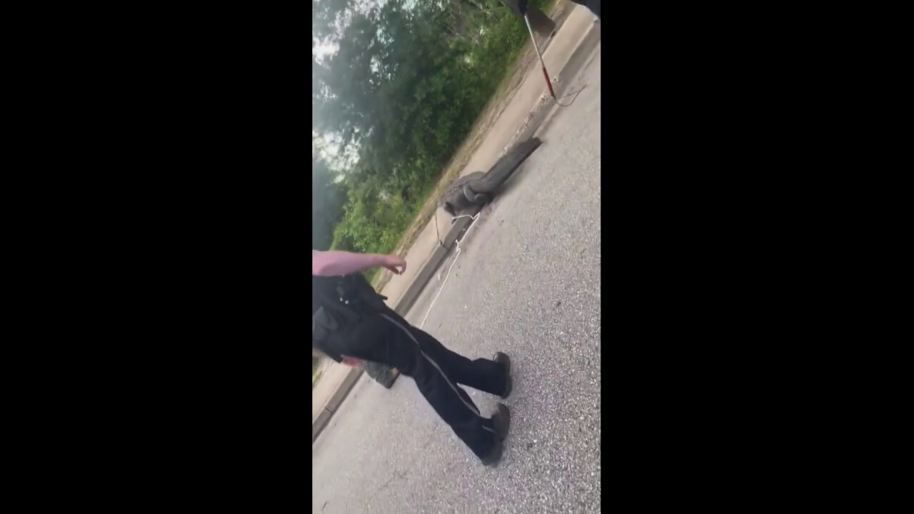 Police officer in South Carolina wrangles alligator on a road