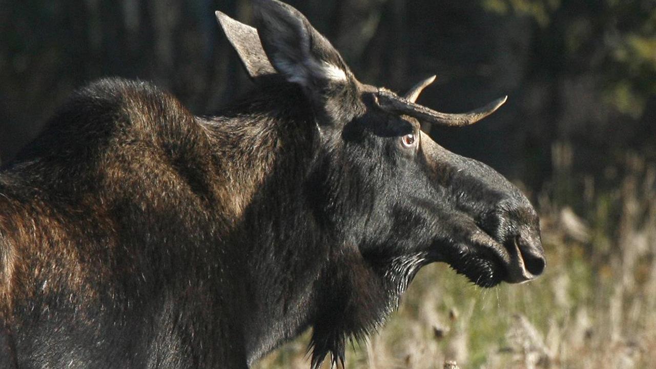 Reports of Moose attacks on the rise