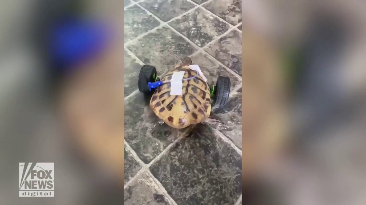 Brave tortoise adapts to new life on wheels after double amputation