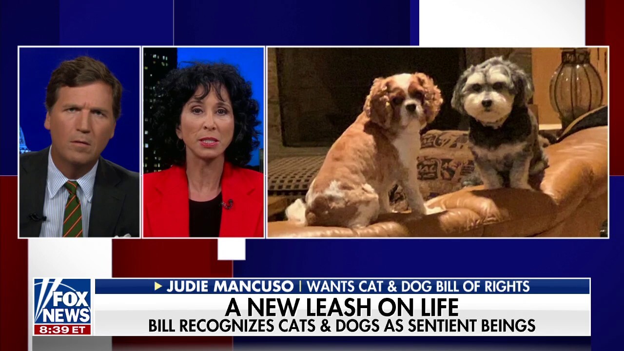 Social Compassion In Legislation CEO Judie Mancuso discusses the bill aimed to recognize animals as sentient beings on 'Tucker Carlson Tonight.'