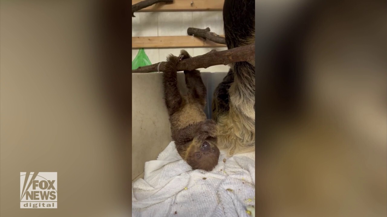 Baby sloth surprises zoo visitors with upside-down eating