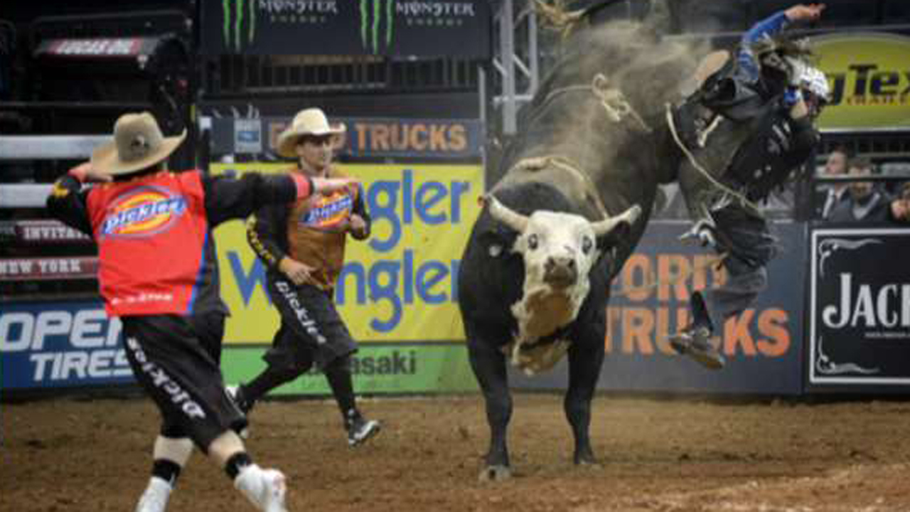 Professional bull riders buck into Madison Square Garden