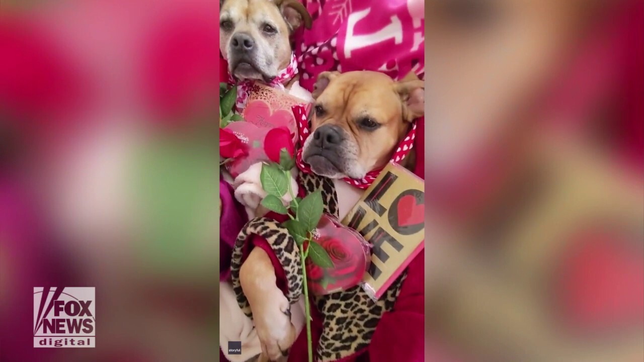 Rescue dogs dress up in stylish outfits to celebrate Valentine’s Day