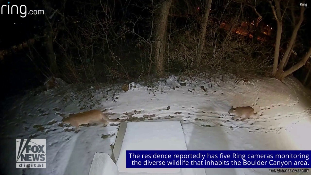 Colorado homeowners' Ring camera captures 2 mountain lions strolling across yard