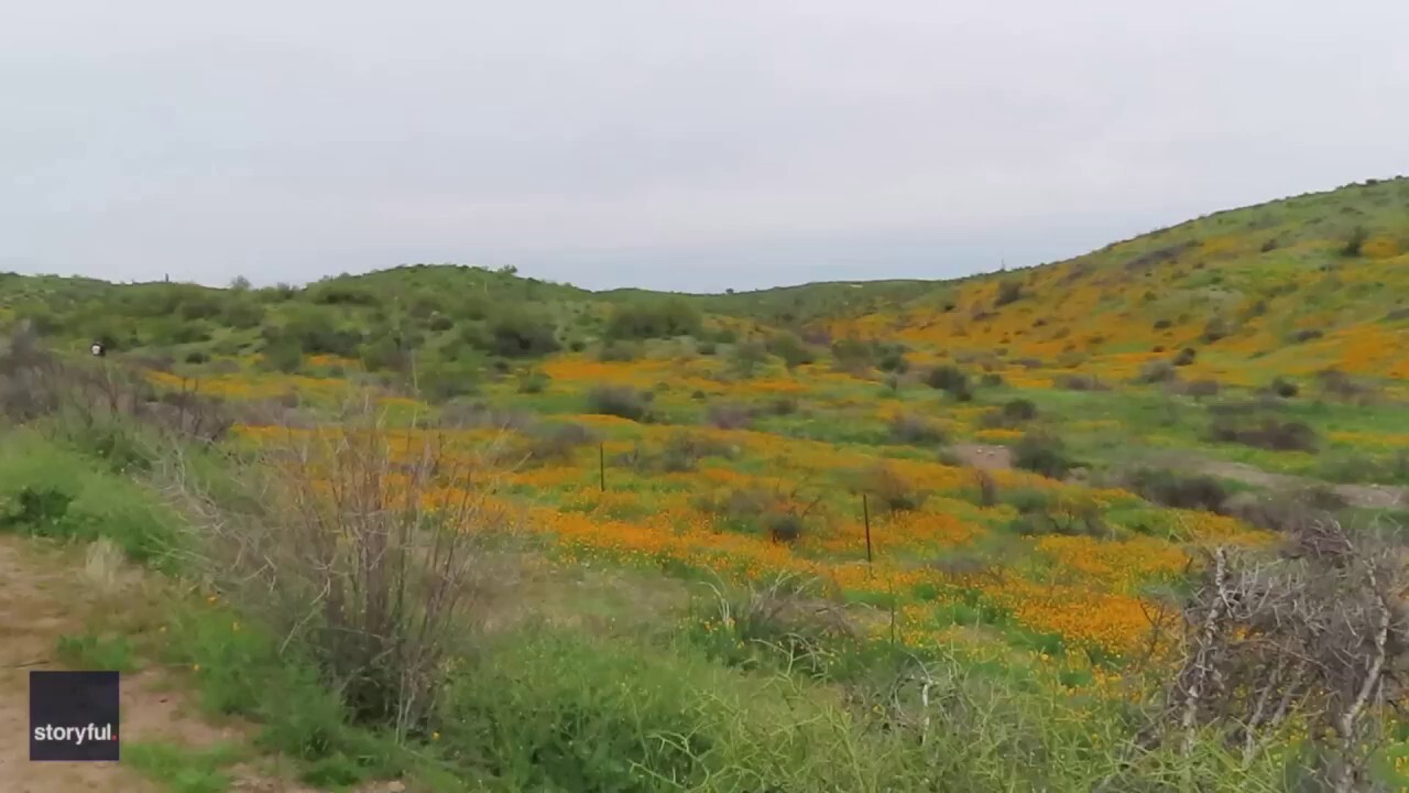 Arizona boasts super boom of flowers in gorgeous video