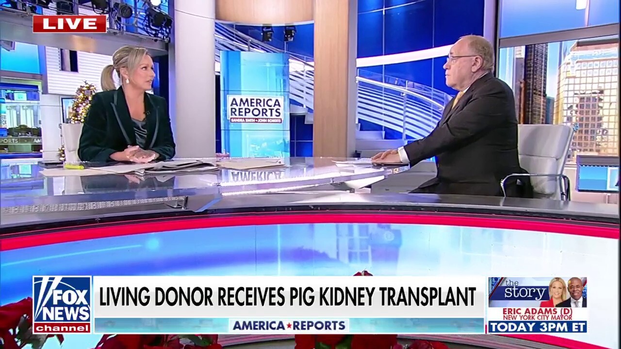 NYU Langone performs a new procedure for kidney replacement using pig organ