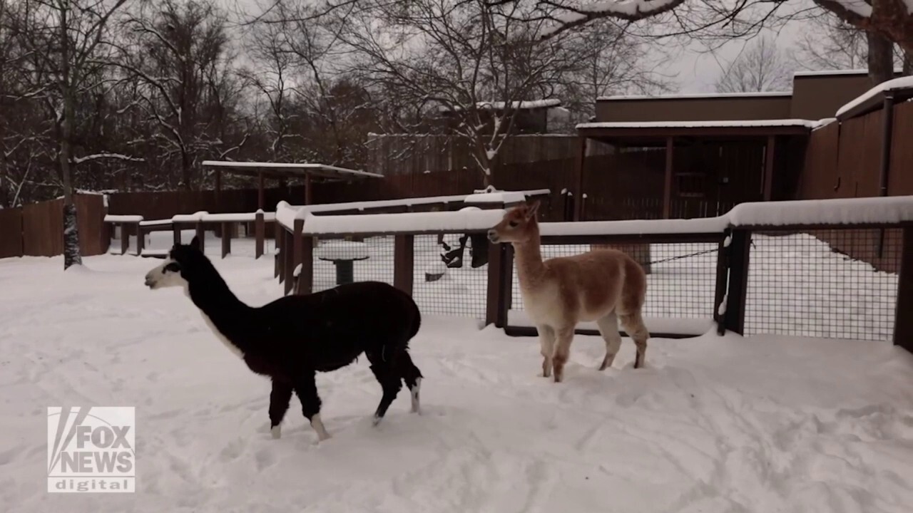 Animals at Nashville Zoo experience a snow day