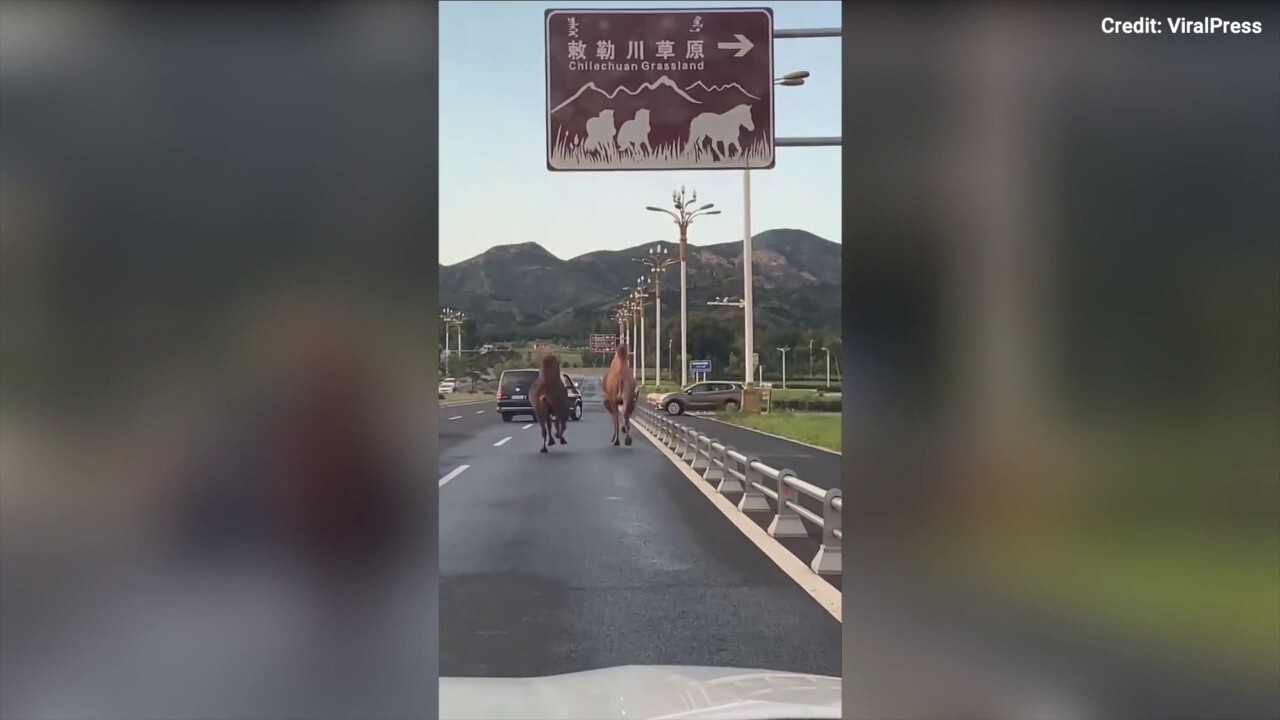 Why did the camels cross the road? Watch as two escaped camels run along a China roadway! 