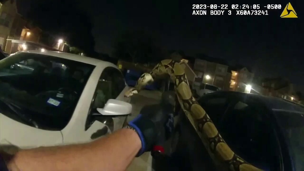 Texas deputy captures large snake in parking lot: 'What a beautiful snake'