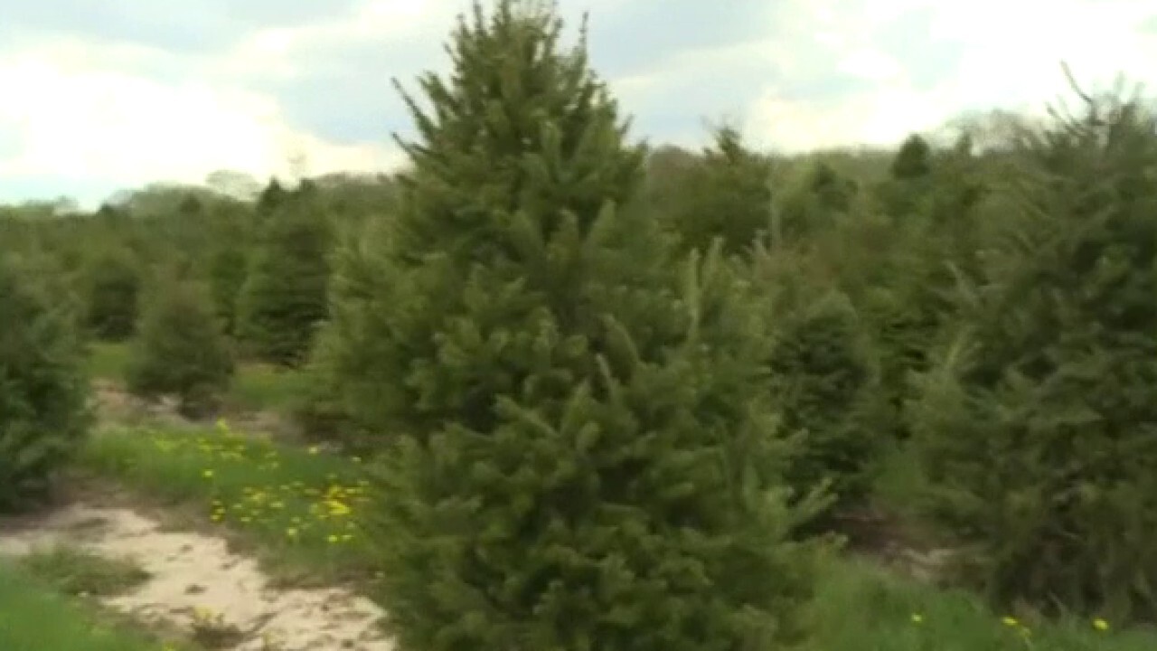 Real Christmas tree sales soar this year