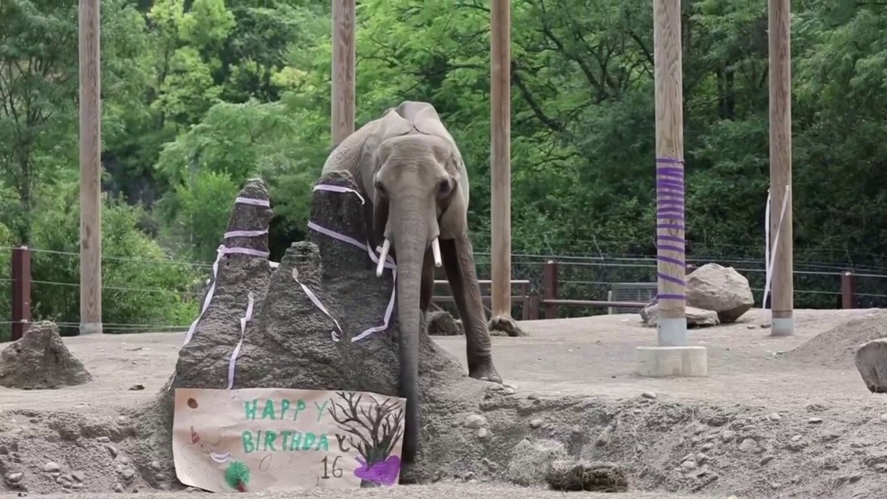 Zoo elephants celebrate milestone birthdays with cake and festive decor