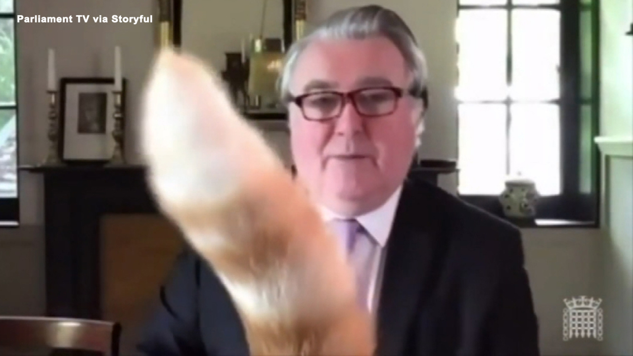 Cat hilariously interrupts virtual UK parliamentary meeting