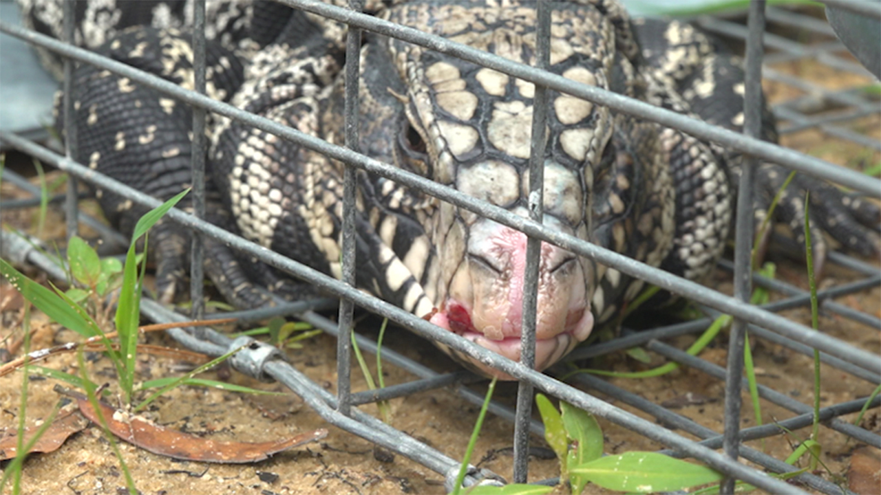Southern wildlife in jeopardy as tegu lizards continue to prowl