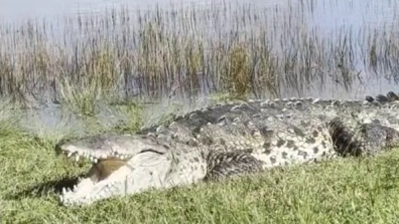 Giant crocodile called 'Croczilla' spotted in Florida Everglades