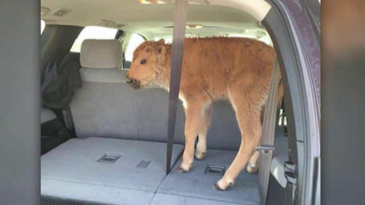 Bison calf euthanized after being taken by tourists