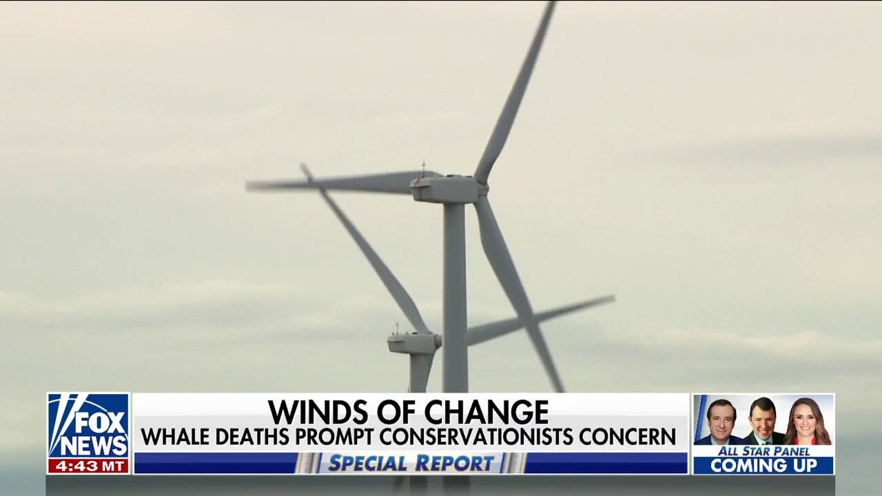 Are off-shore wind farms causing unprecedented whale deaths?
