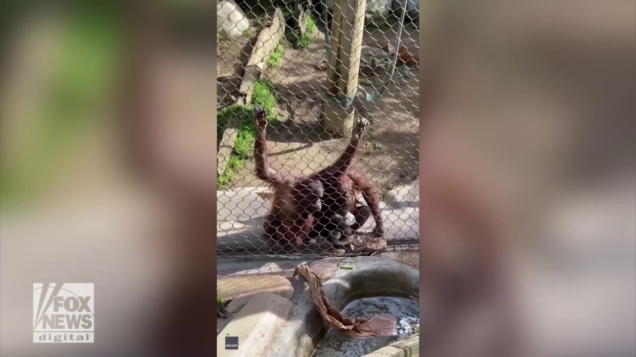 Smart orangutan at zoo retrieves baby bottle dropped in water