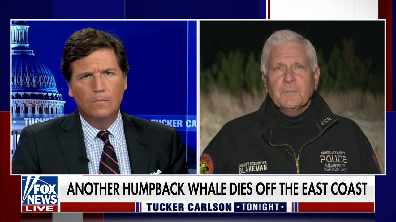 Deaths of humpback whales 'bears investigation:' Bruce Blakeman