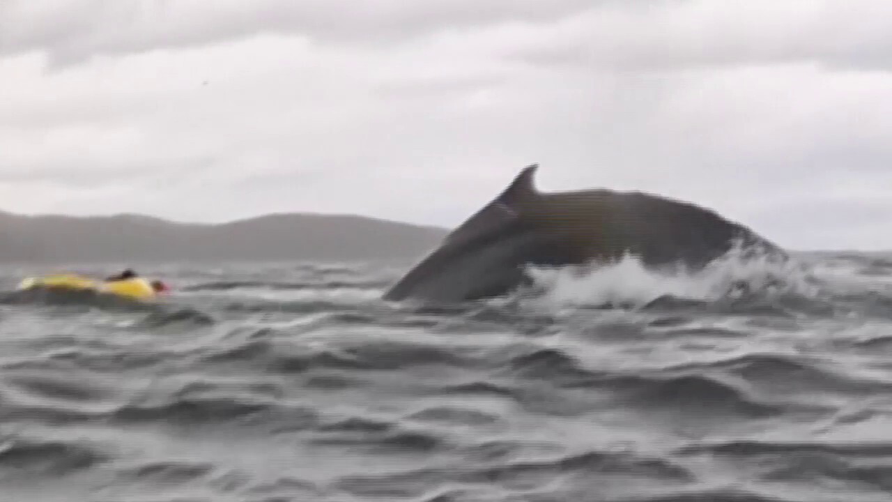 Video shows the moment a kayaker was briefly swallowed by whale off Chile