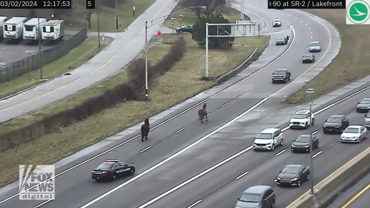 Horses charge down highway, bringing traffic to standstill 