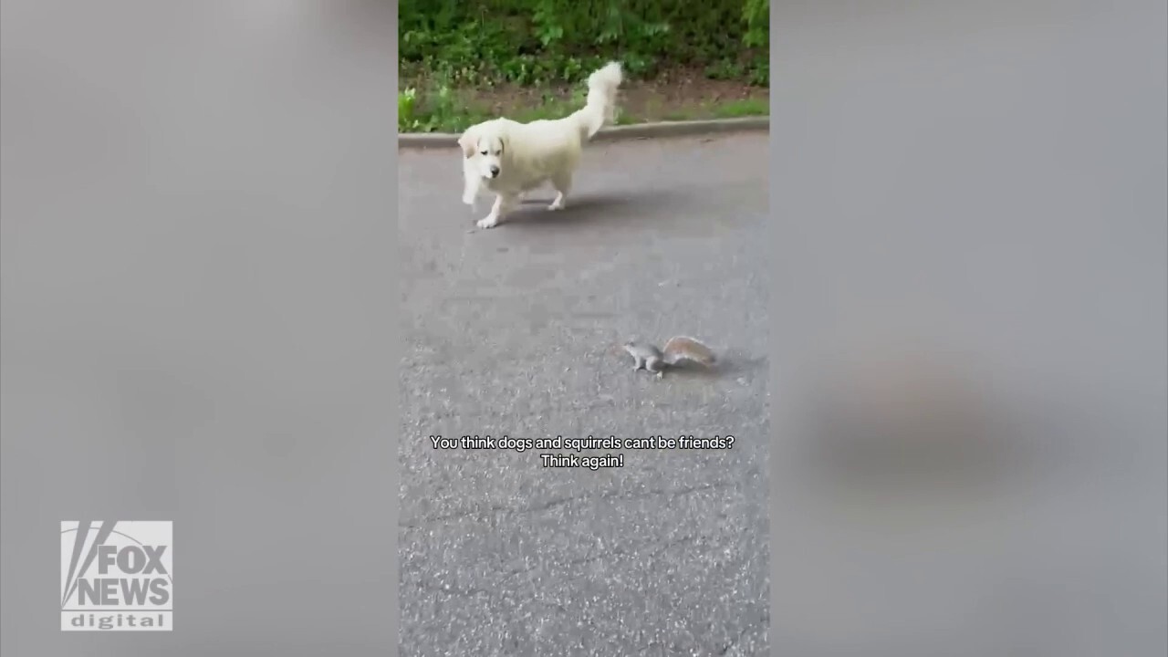 Golden retriever hilariously tries to befriend baby squirrel in NYC park