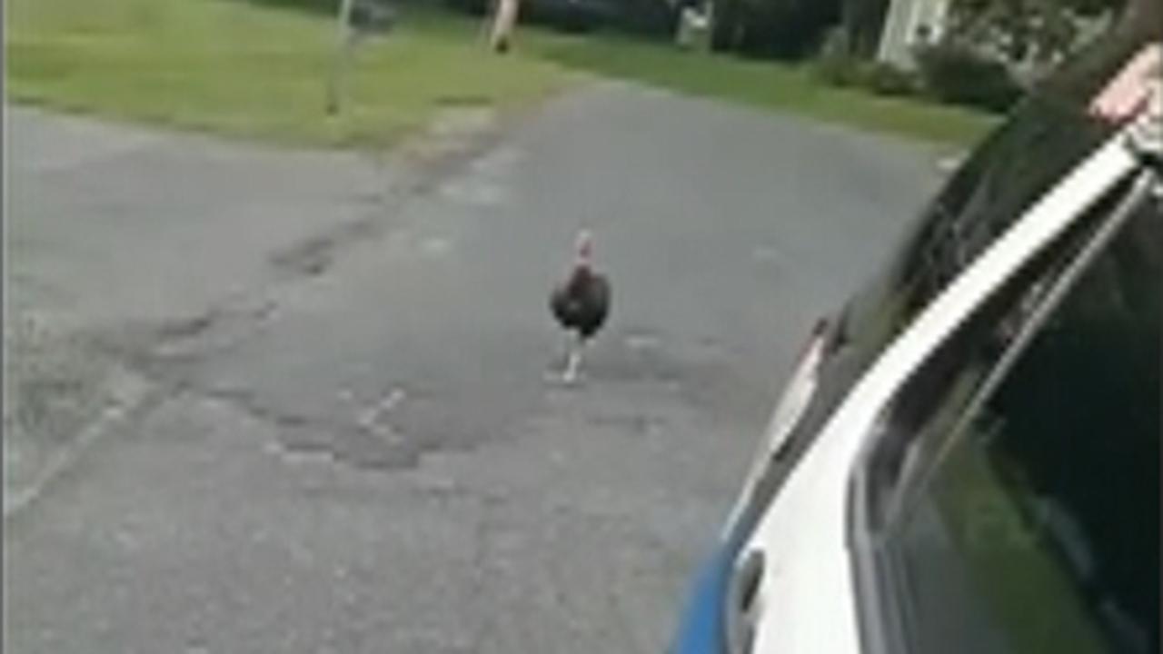 Turkey chases cop cruiser after trying to jump into vehicle