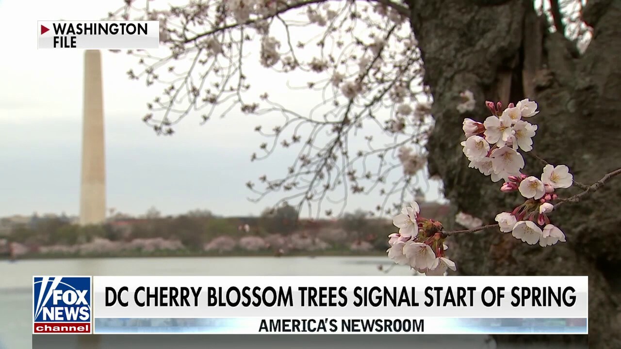 DC cherry blossom trees signal start of spring