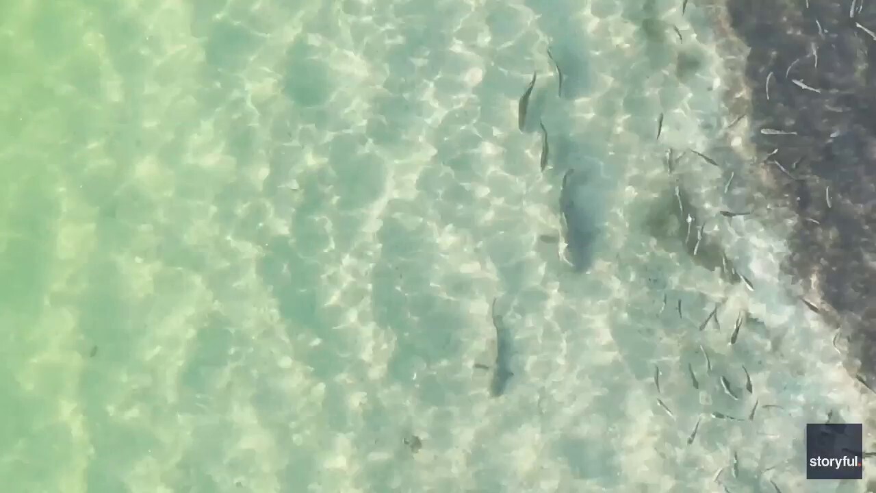 Shark can't escape trio of fish in 'awesome' underwater chase