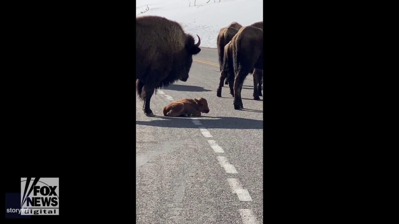 Bison hold up traffic in Yellowstone National Park