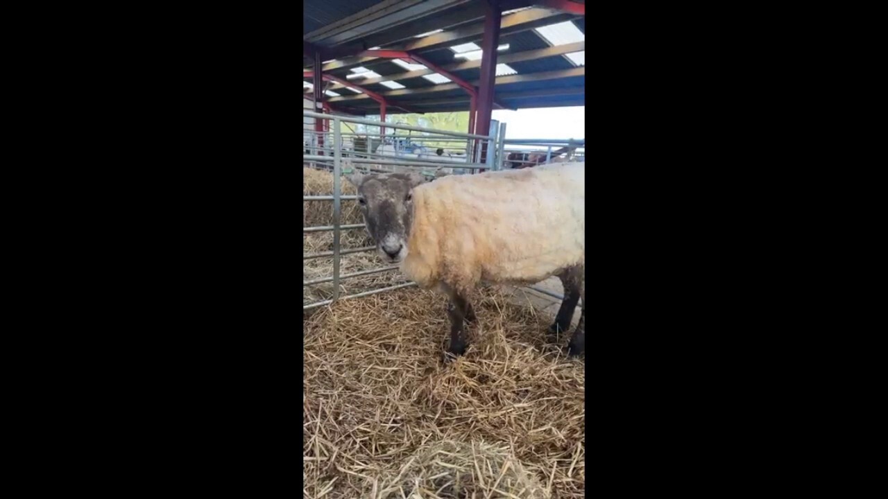 'Britain's loneliest sheep' has finally settled into her new home in Scotland after being stranded alone for two years