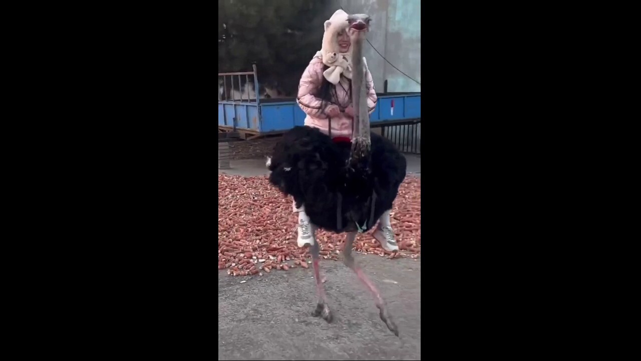 Tourist takes wild ride on the back of a runaway ostrich 