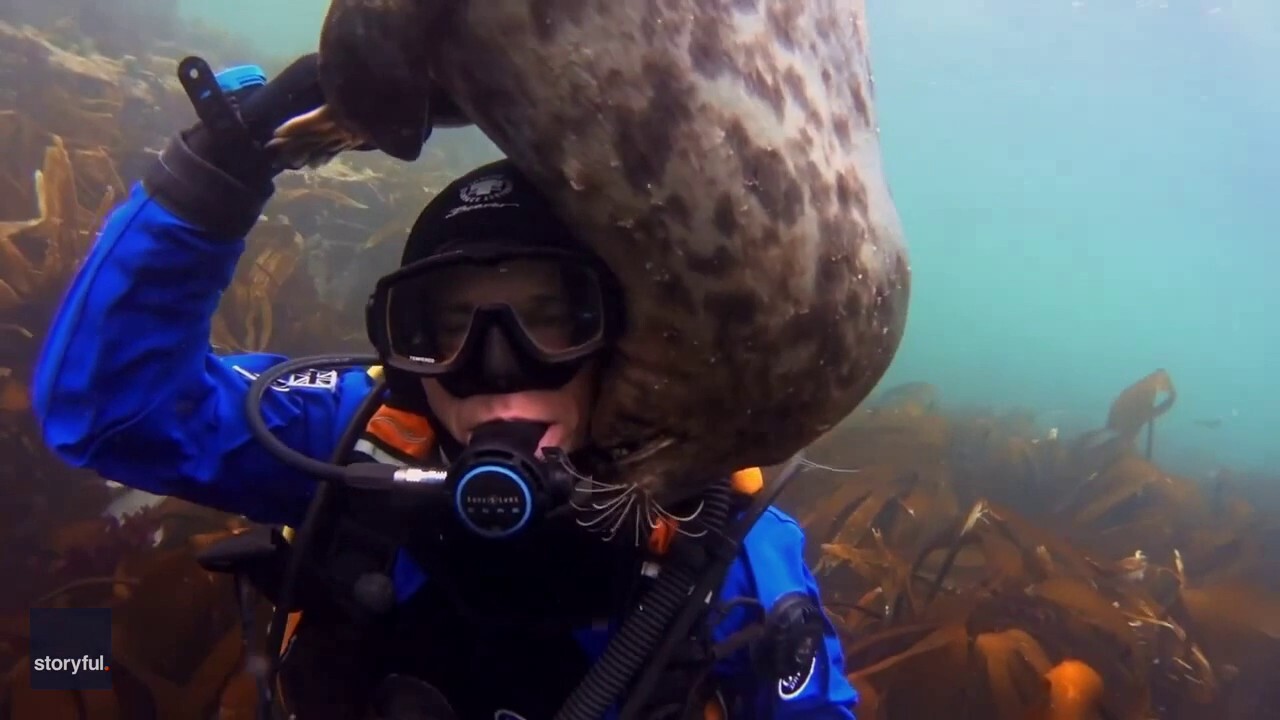 Diver struggles to keep goggles on as a seal friend tickles his cheek with its whiskers
