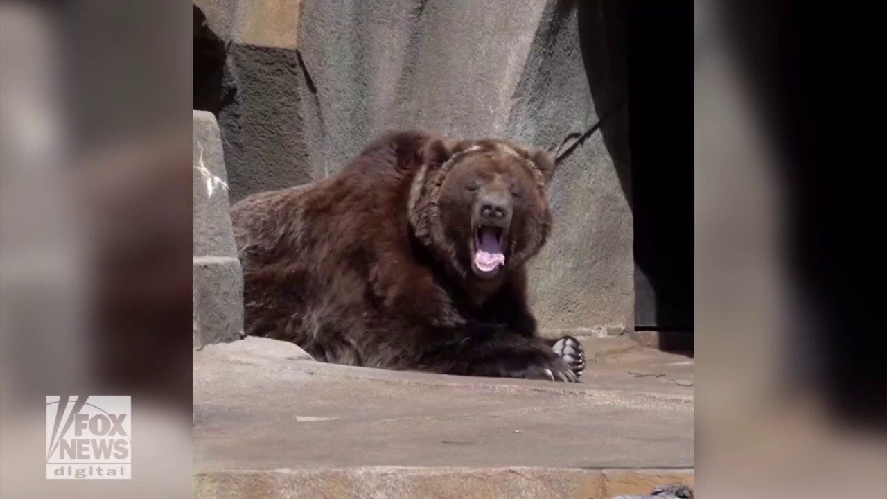 Big yawn! Brown bear seen basking in the sun, sleeping amid yawns