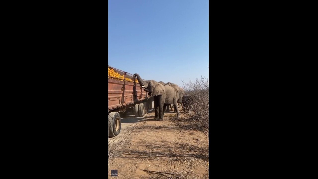Caught! Elephants steal oranges from broken down truck