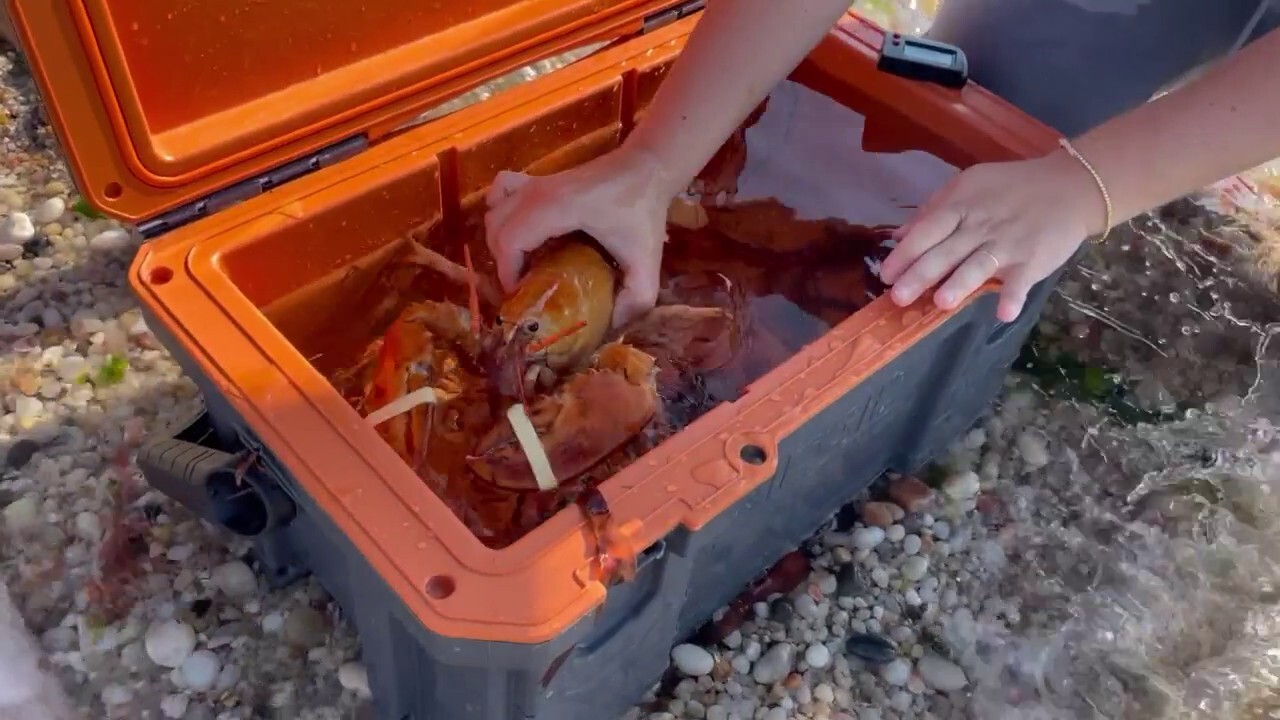 Orange lobster, ultra rare, is released back into wild after it was found in a New York market