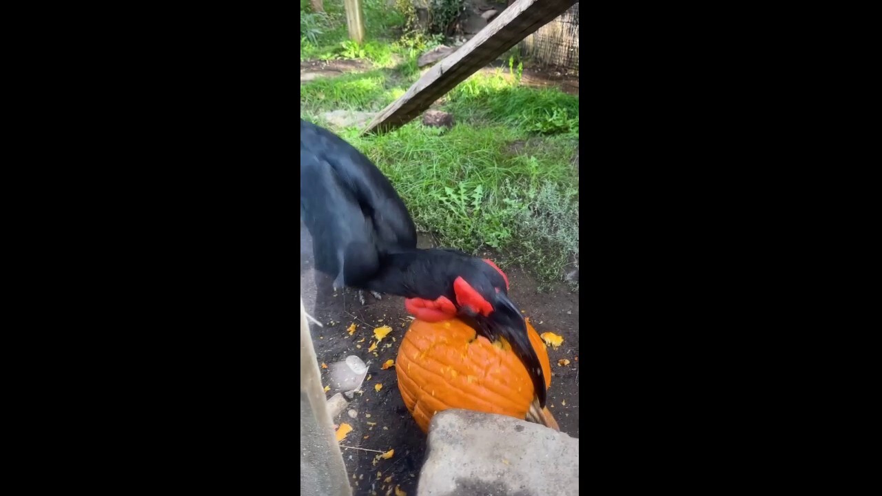 Hungry hornbill carves Halloween pumpkin masterpiece at Zoo Boise in Idaho
