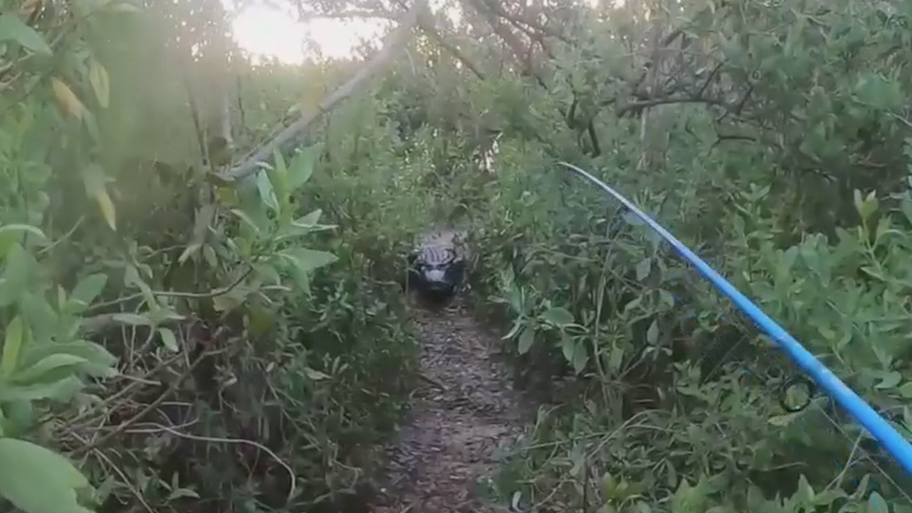 Alligator chases Florida man while tarpon fishing