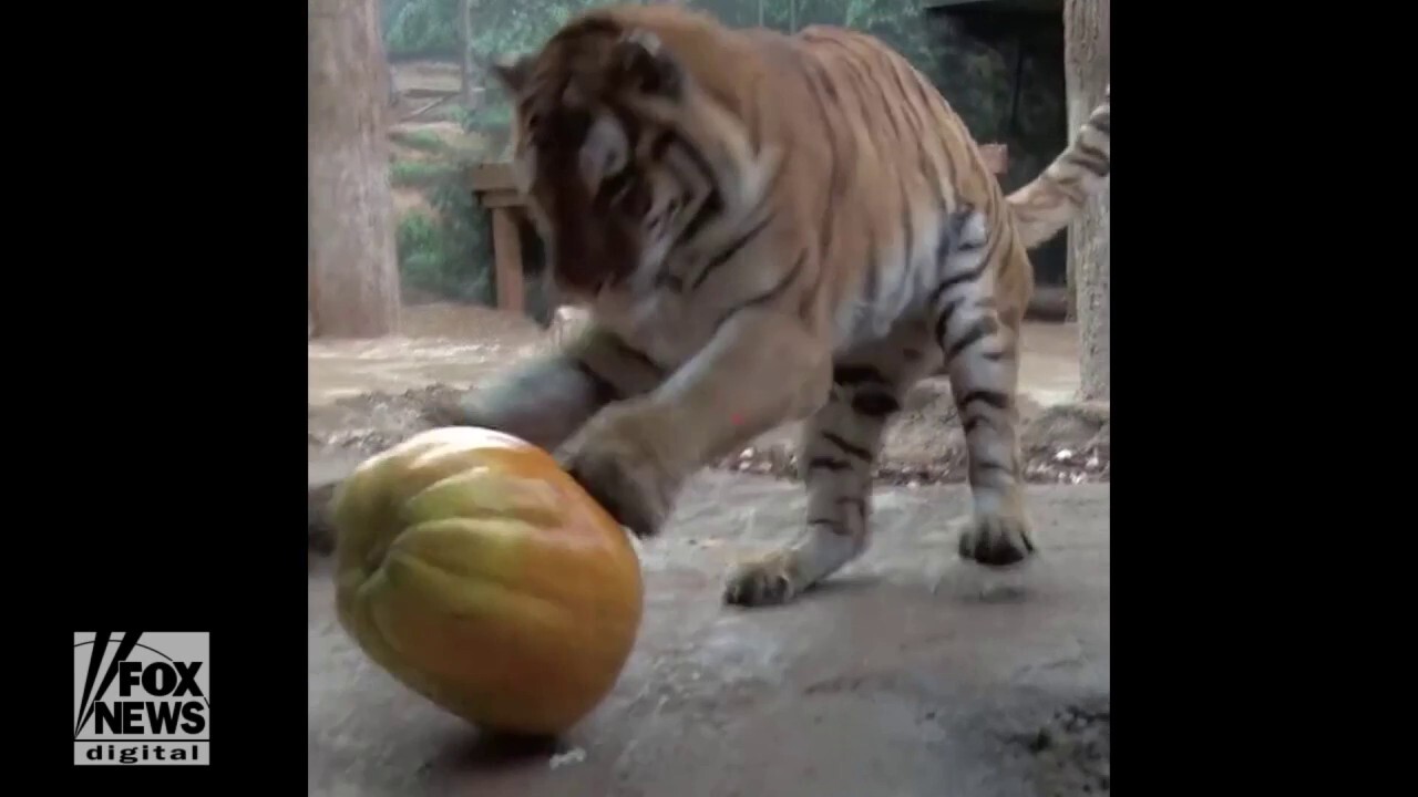Tiger's pumpkin pounce just in time for Halloween holiday