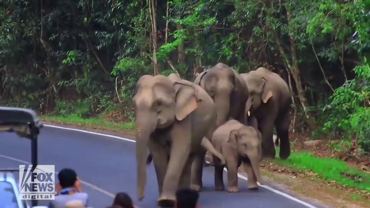 Elephants on parade: Family seen strolling down a mountain road