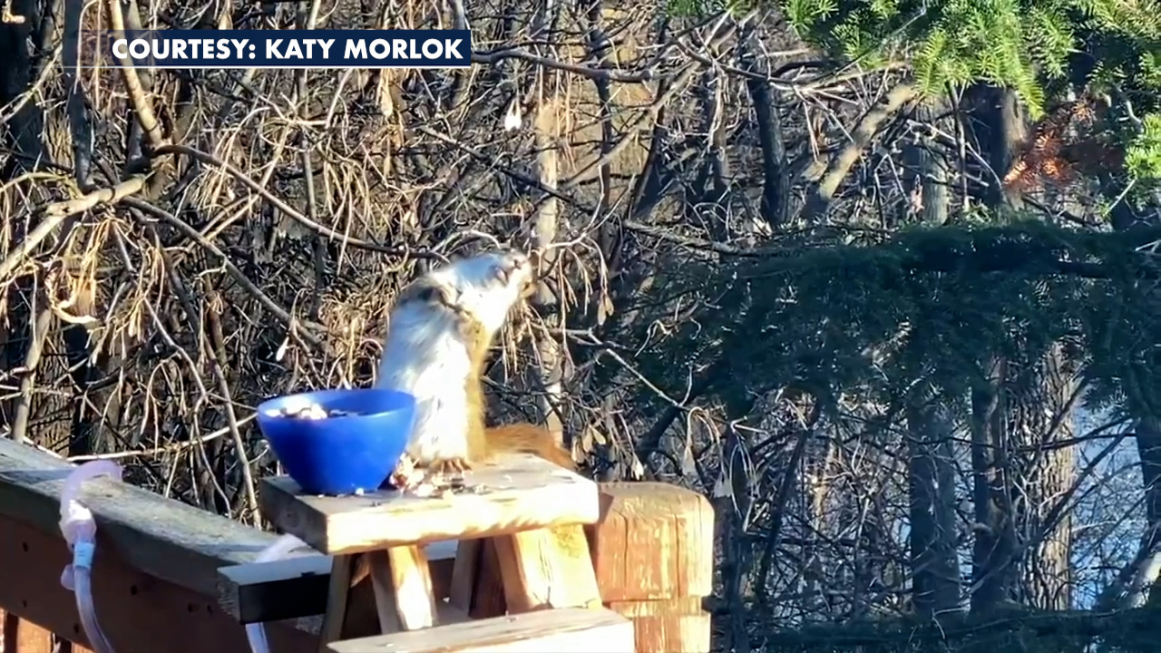 Squirrel gets drunk off bad pears, teeters on railing, video shows