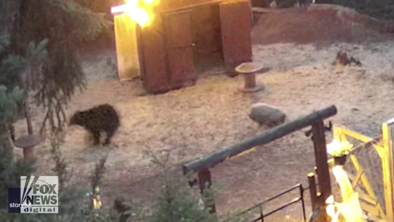 Mini pig fights back after black bear invades farm