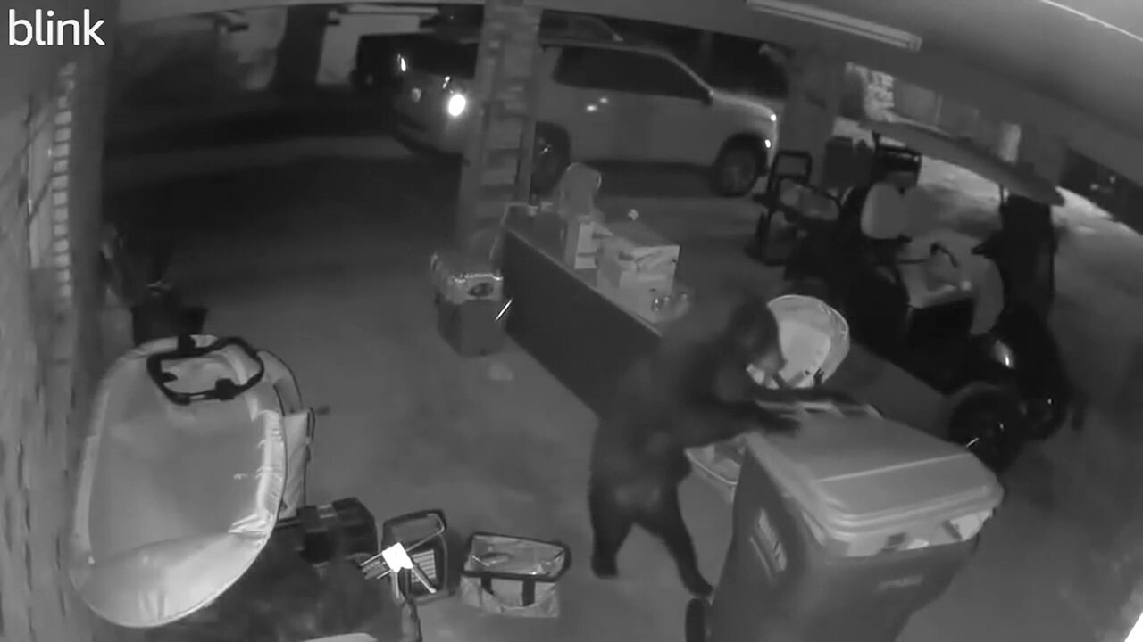 Alabama bear carefully moves trash can in unusual video